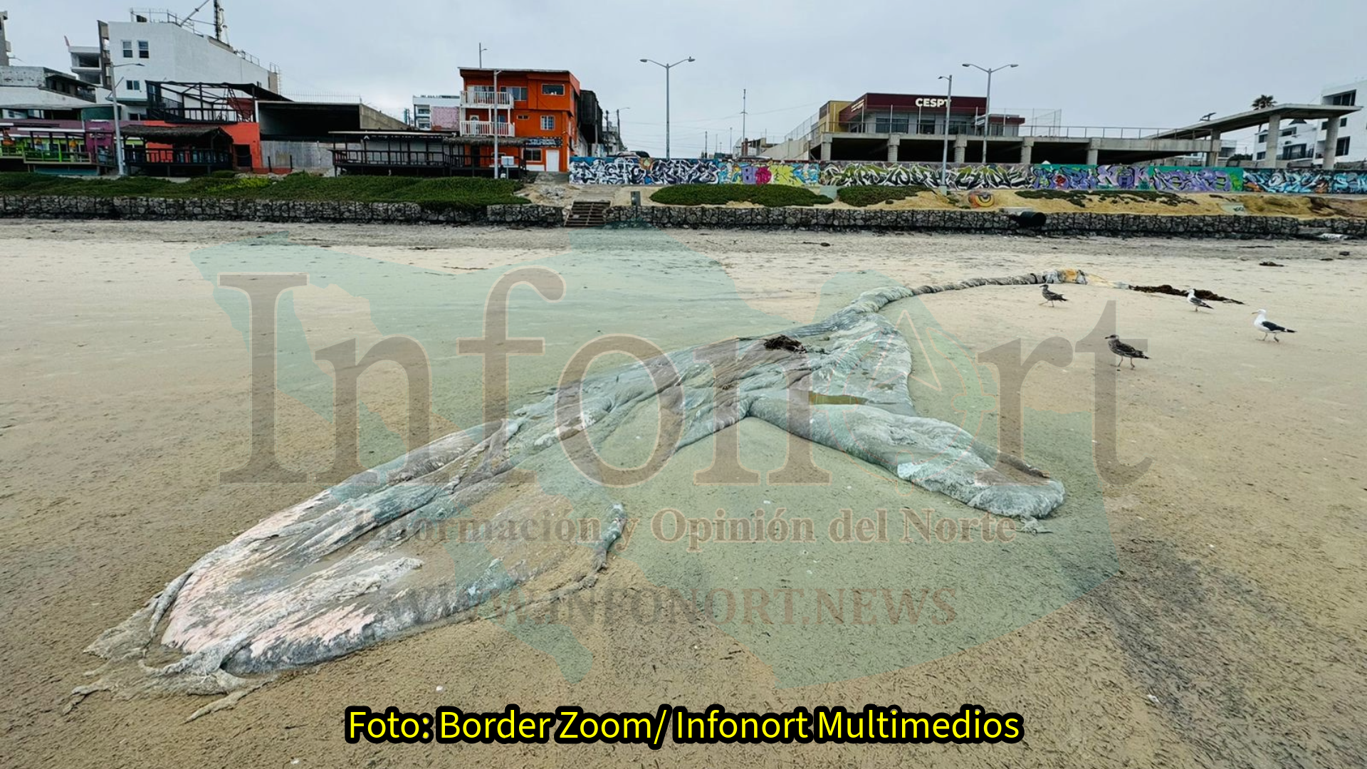 Mar arroja presuntos restos de una ballena, en Playas de Tijuana