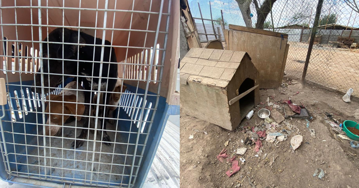 Rescatan a tres caninos tras denuncia de crueldad animal, en Mexicali