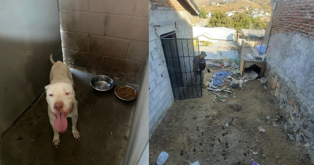 Rescatan a canino en estado de abandono, en Tecate