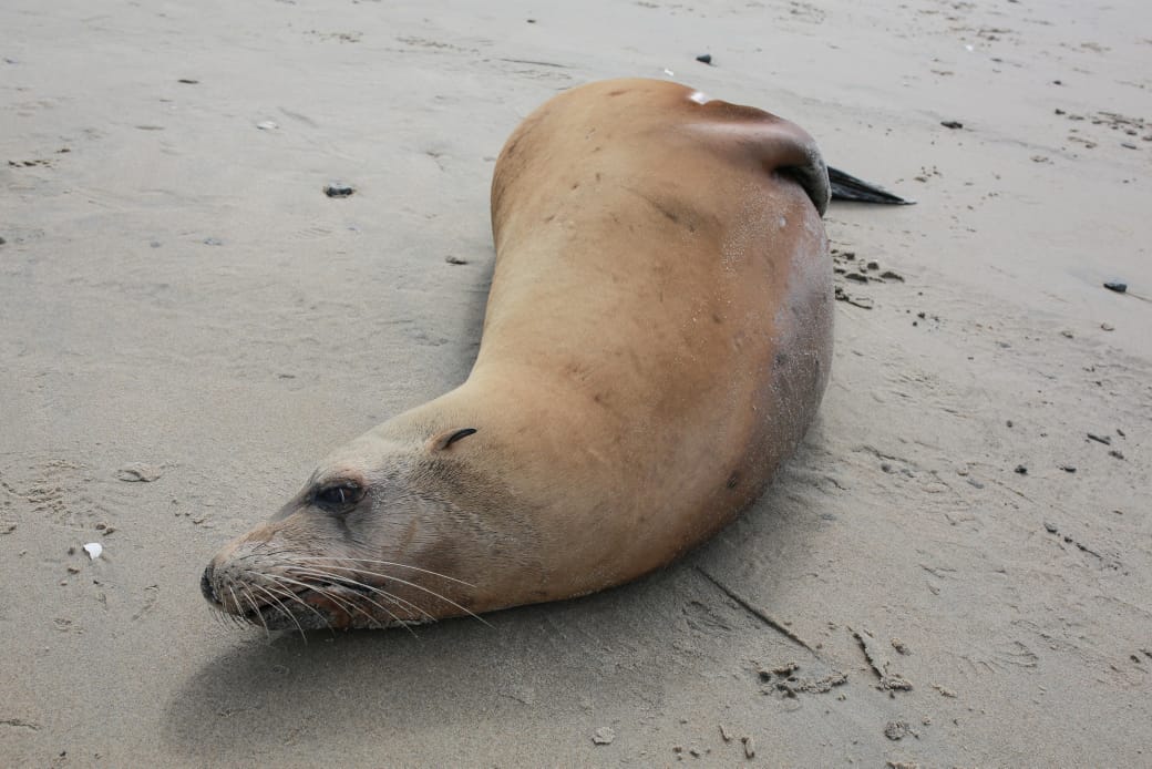 VARAMIENTO DE MAMÍFEROS MARINOS: GOBIERNO DE ROSARITO LLAMA A LA PRUDENCIA Y RESPETO